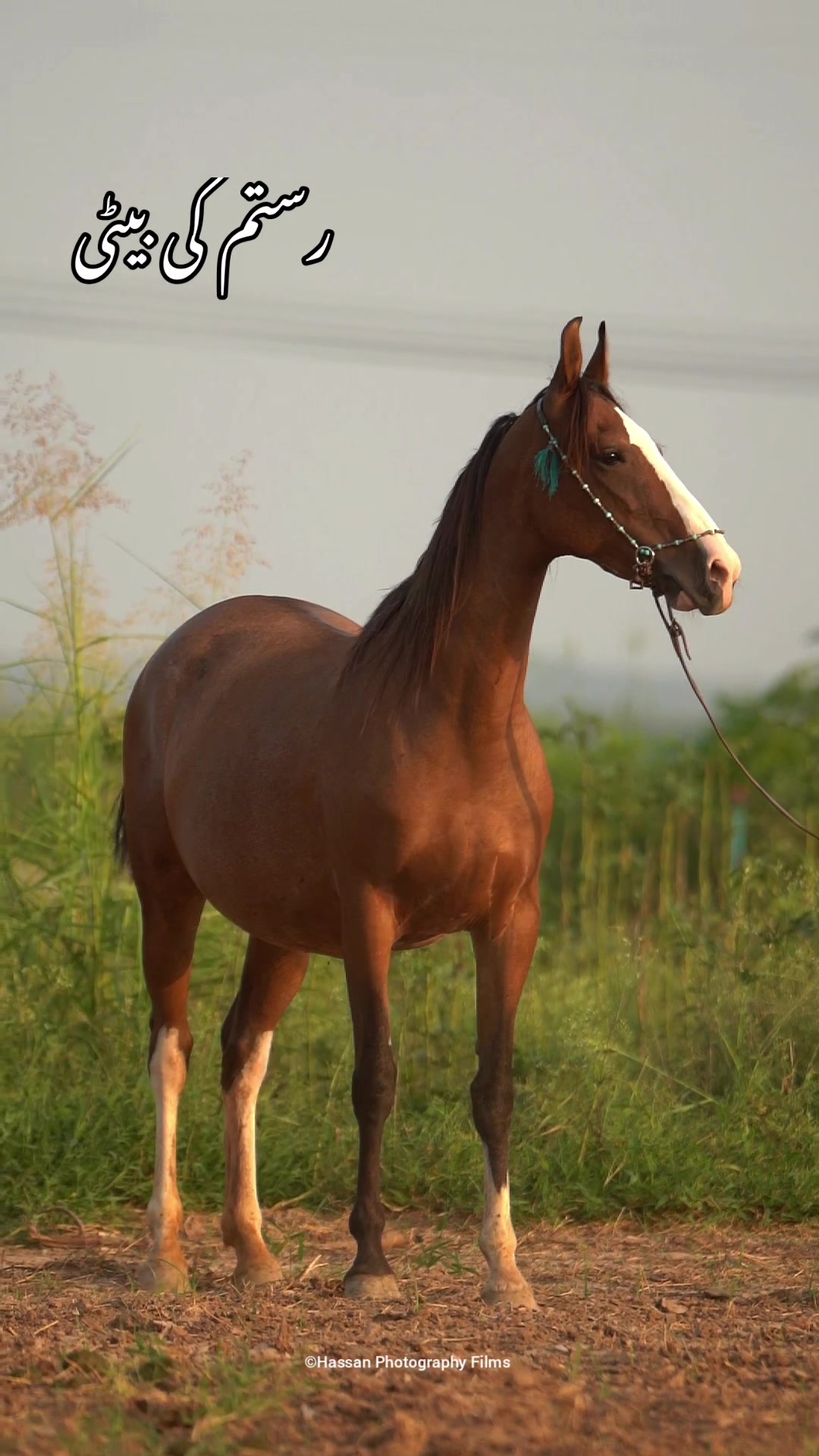 @SUNRISE STUD FARMS RAWALPINDI
