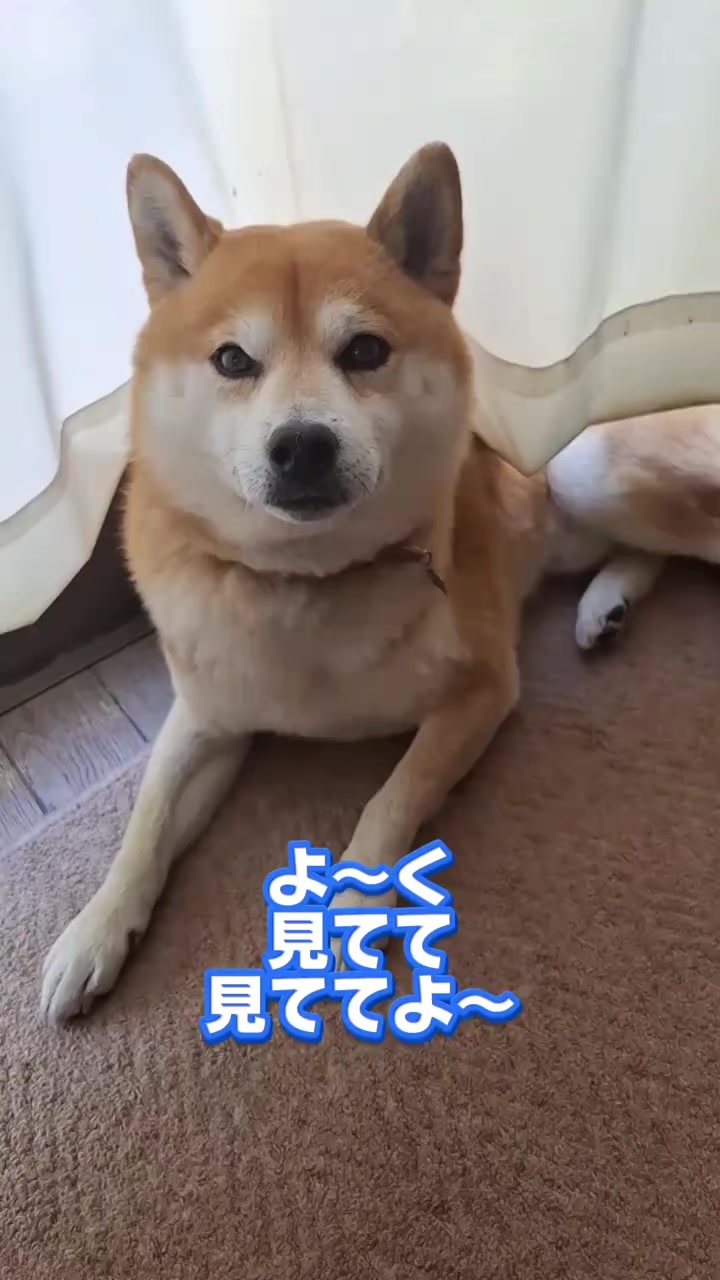 @柴犬リクママ