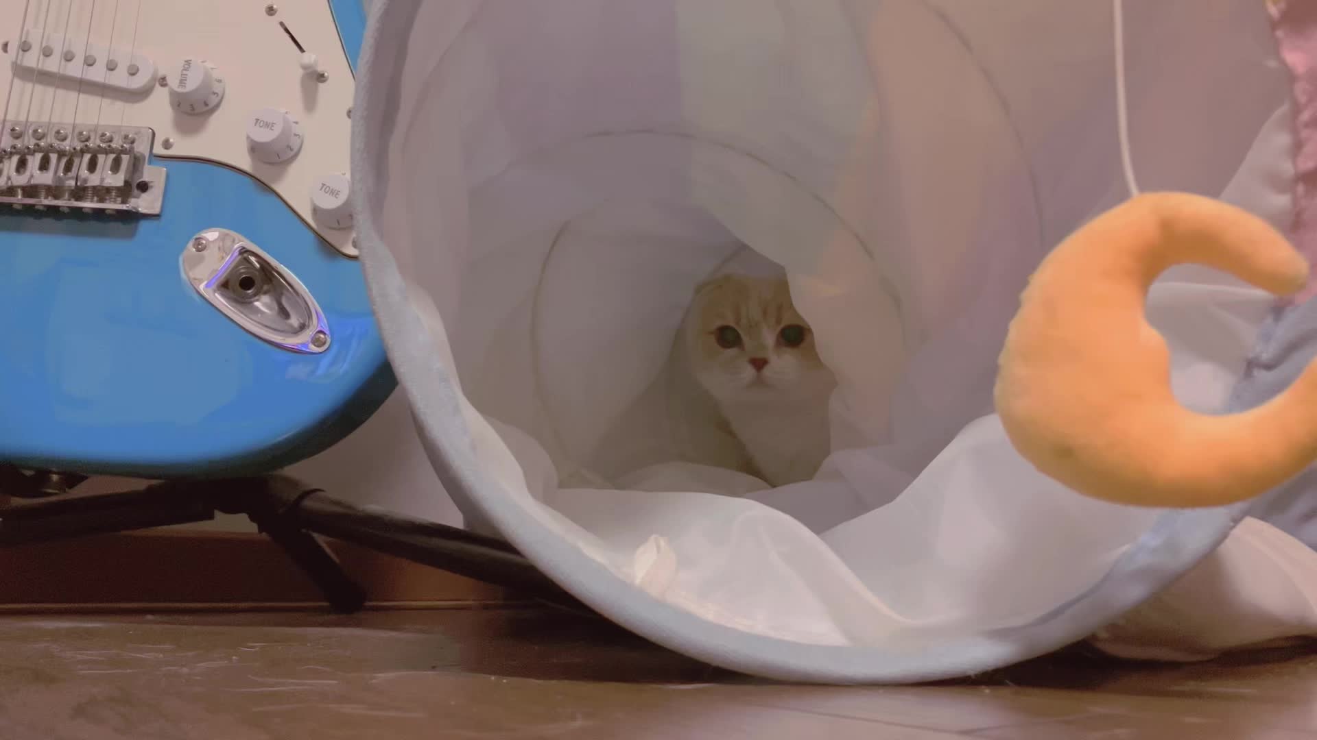 @らるたんと飼い主さん🌈🐾໊