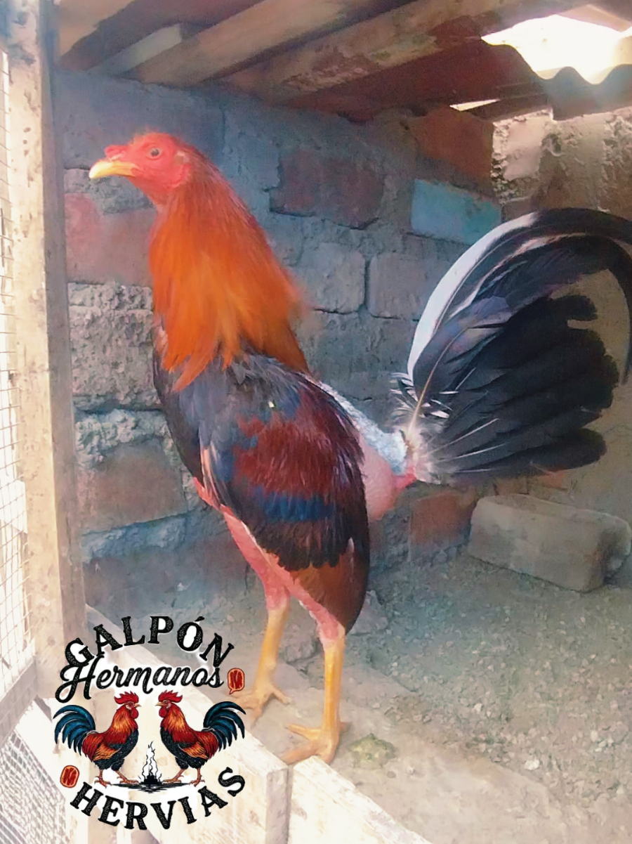 @GALLOS FINOS