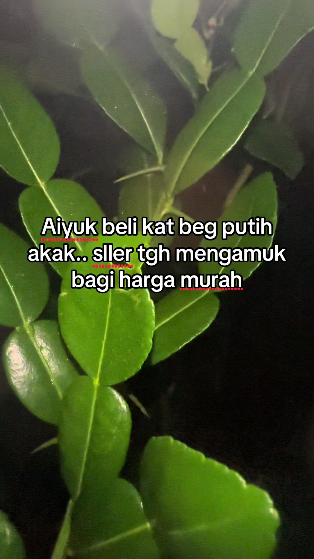 @Aziey Puterikedah