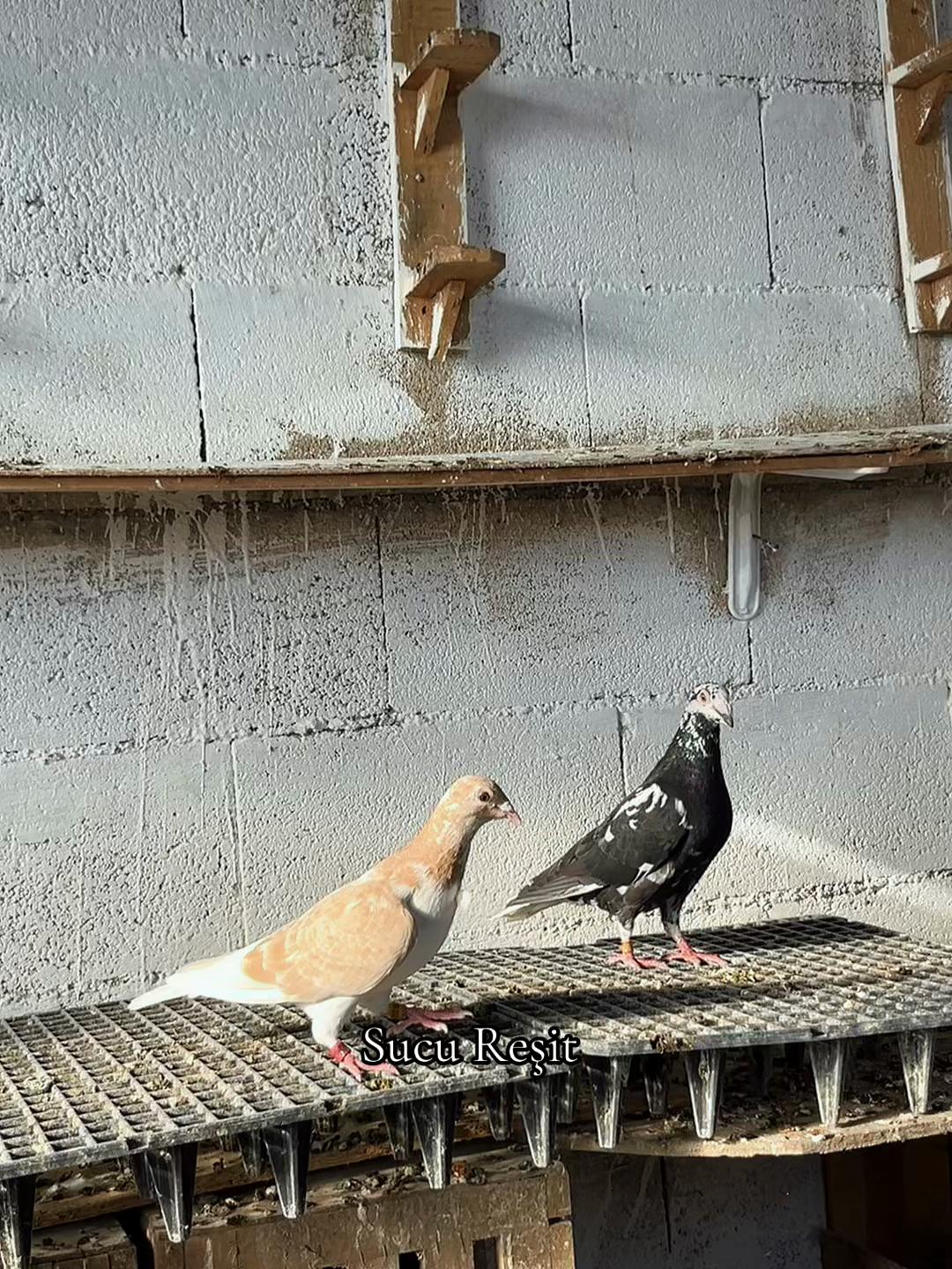 @Abdul Reşit Arıcak