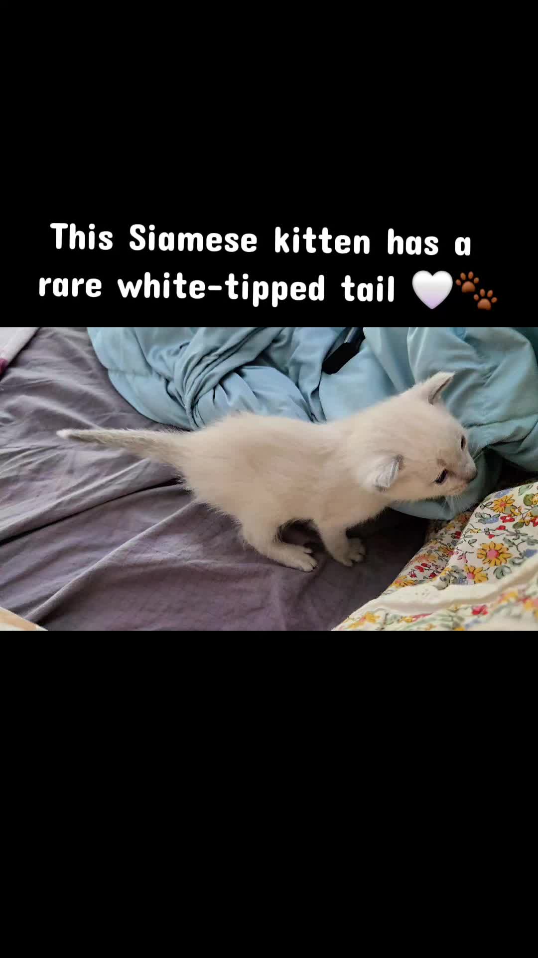 @Brittany Beauties Kittens