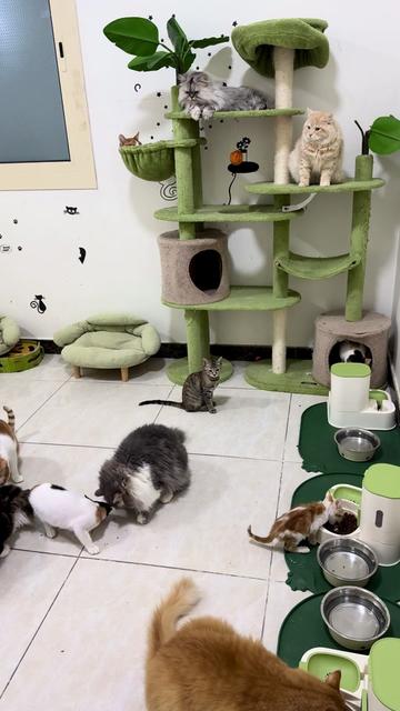 @Skai Cat.home🐾