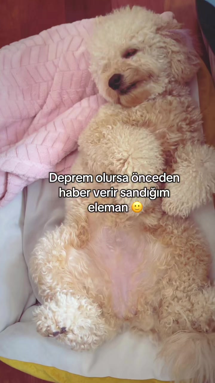 @gizoli88