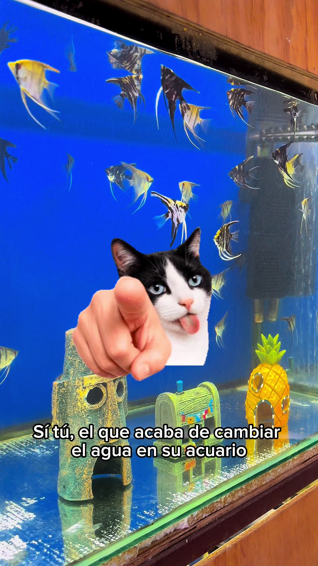 @Acuario Fish Lovers