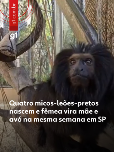 @g1