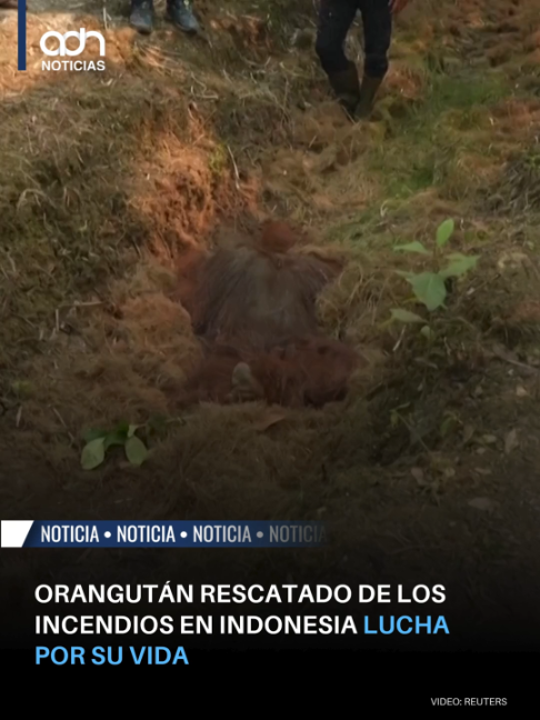 @adn Noticias