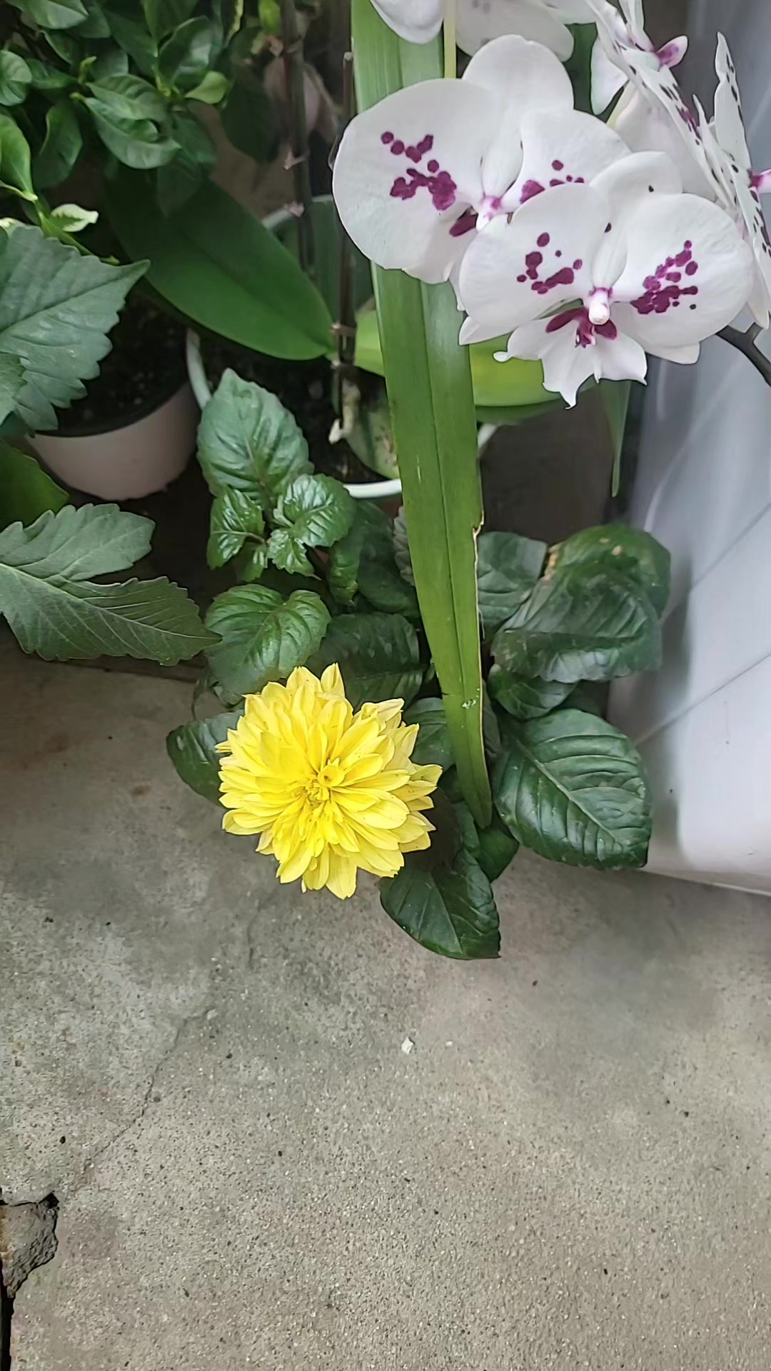 @눈사람