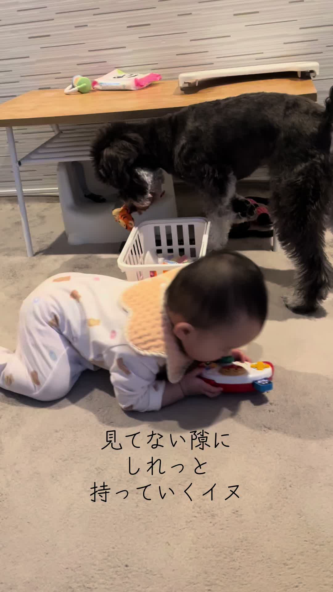 @ミニシュナらび