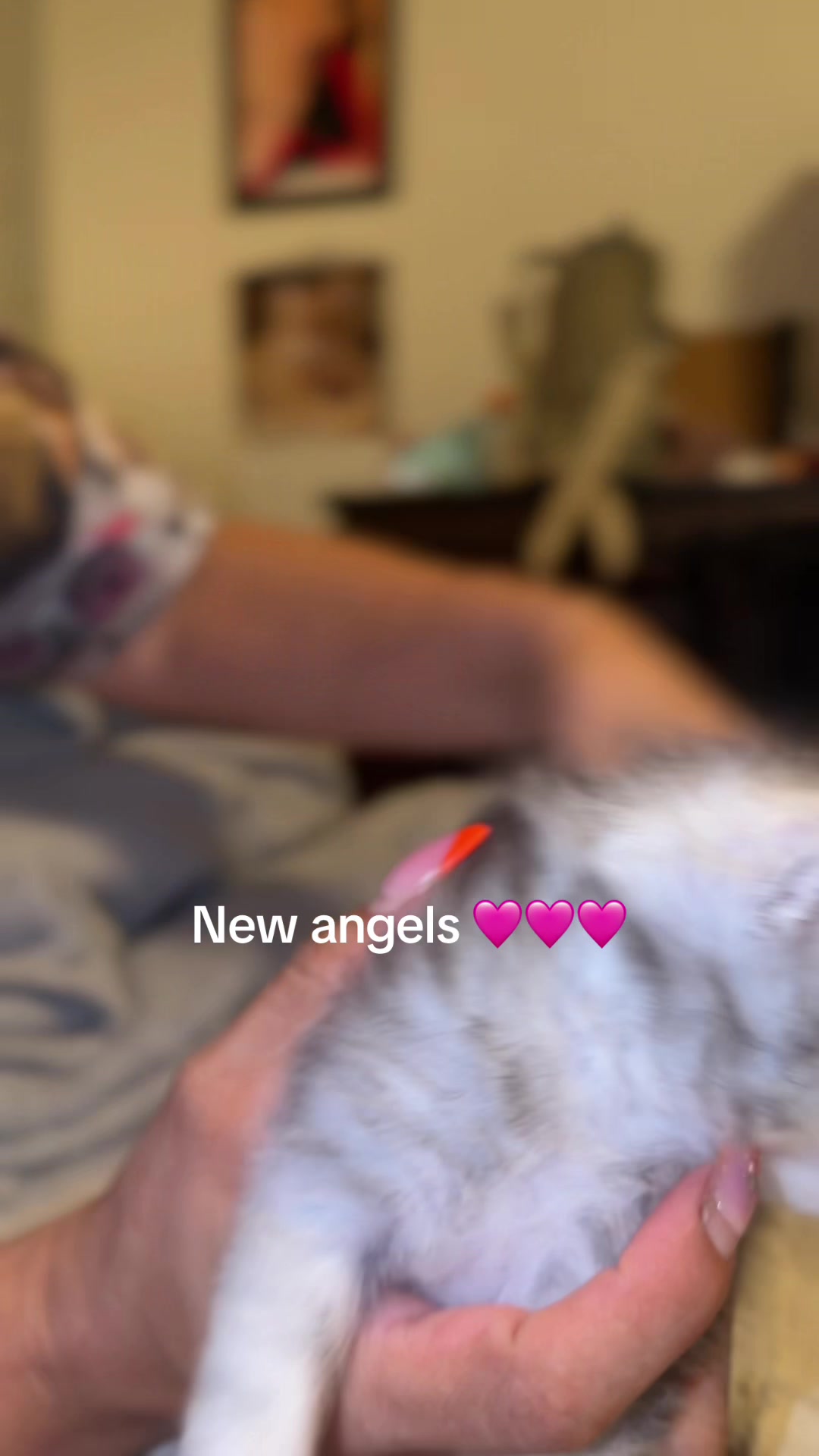 @Rosa&rsquo;s maine coon in Texas🧛