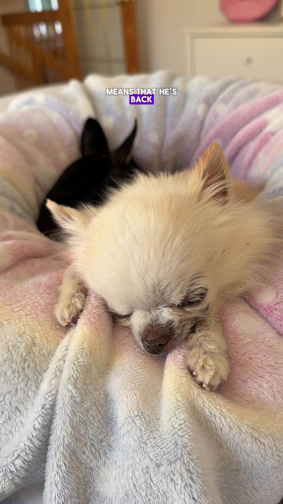 @Tiny Chihuahua Cedric & Maya