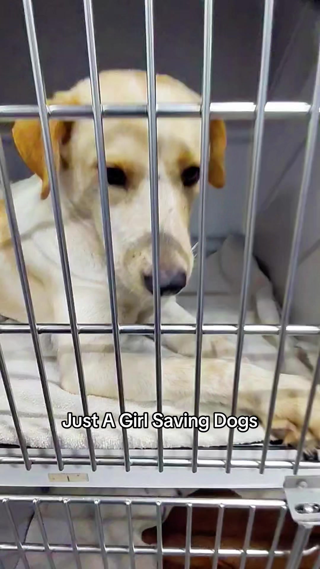 @Just A Girl Saving Dogs