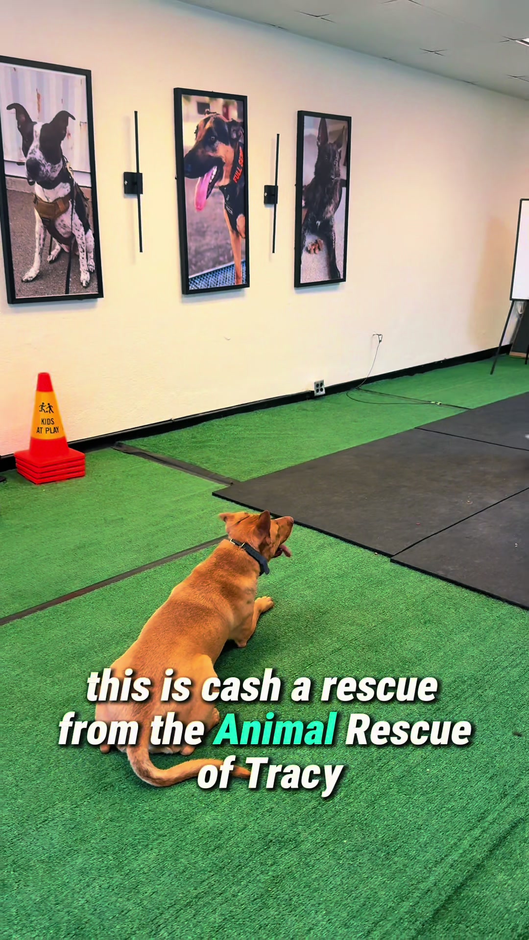 @Tactical K9s Dog Training
