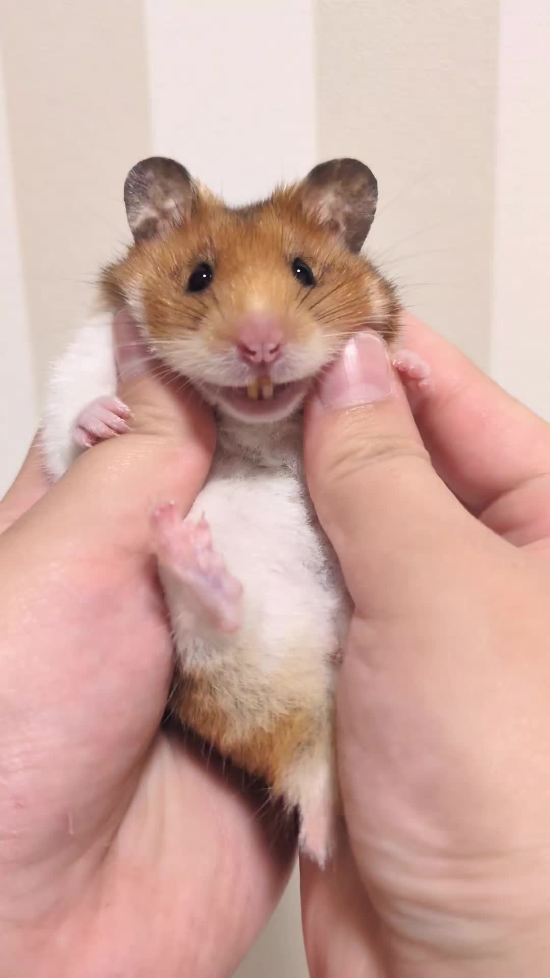@たぴと仲間たち