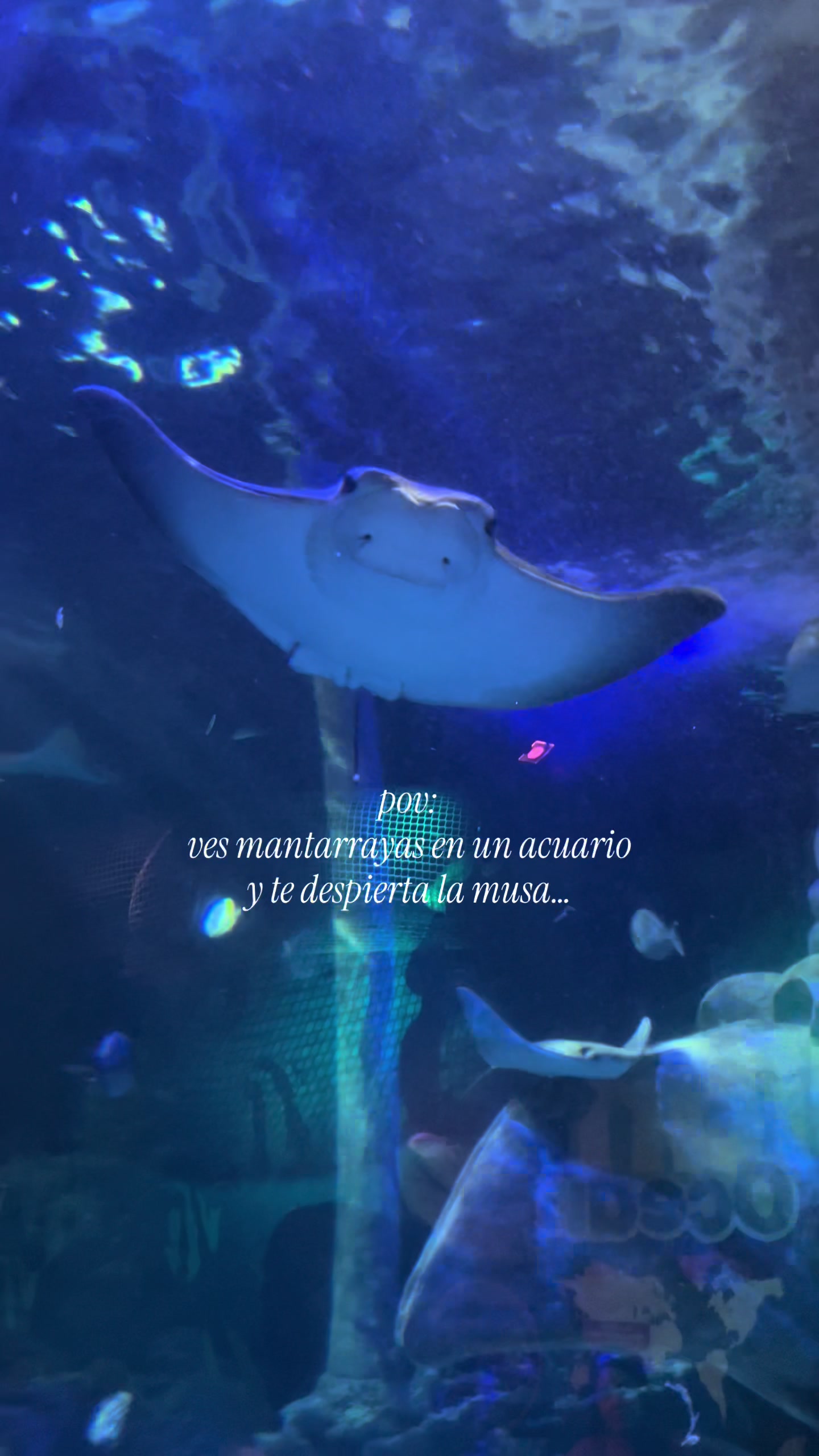 @medialunapr