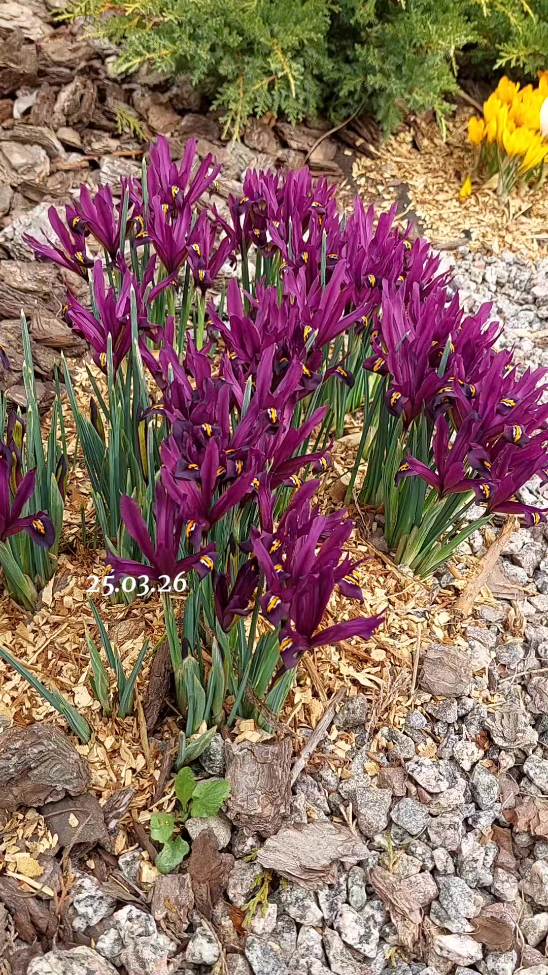 @✨️Галина ✨️🌸