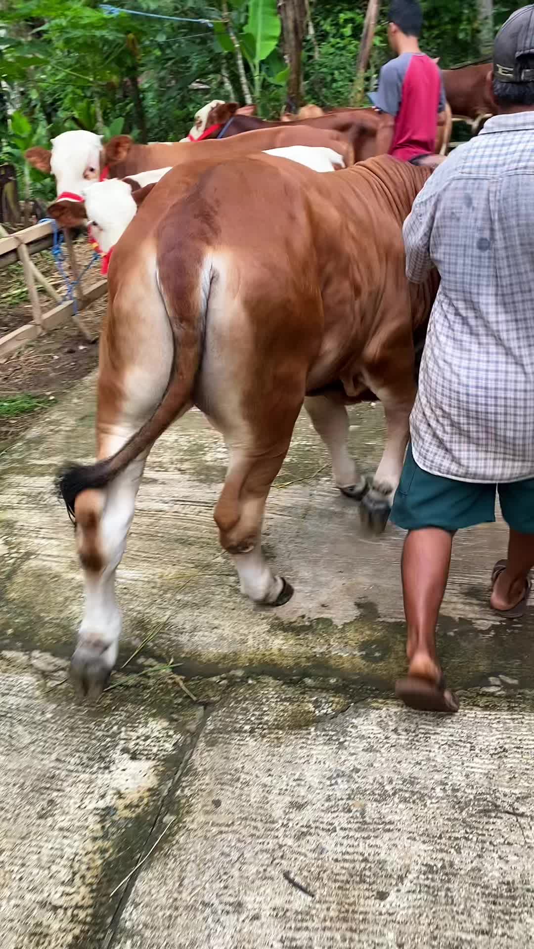 @Prasetya.