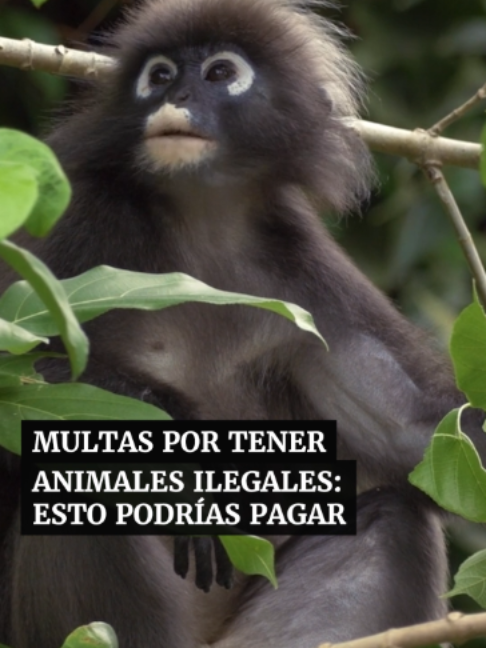 @Periódico Excélsior