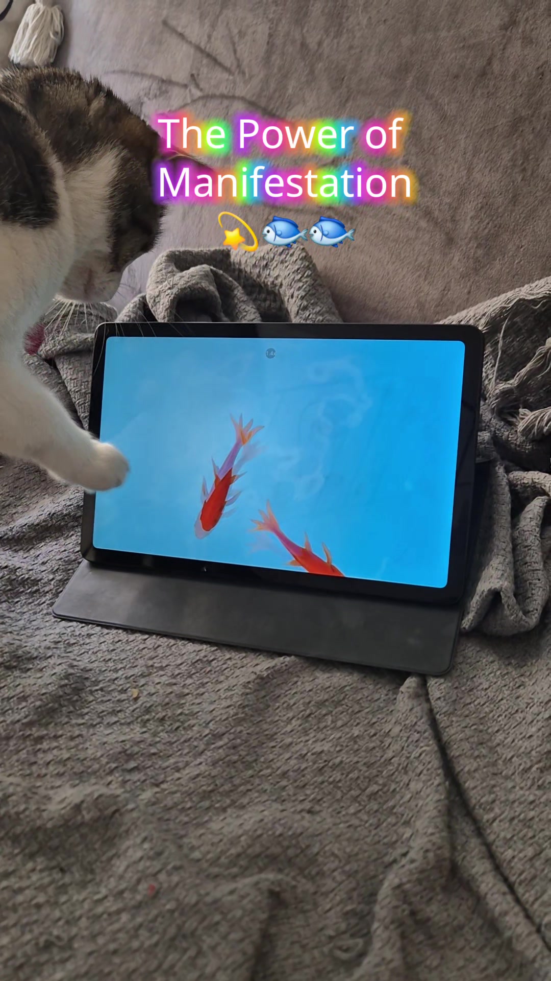 @Catlady_Maryna