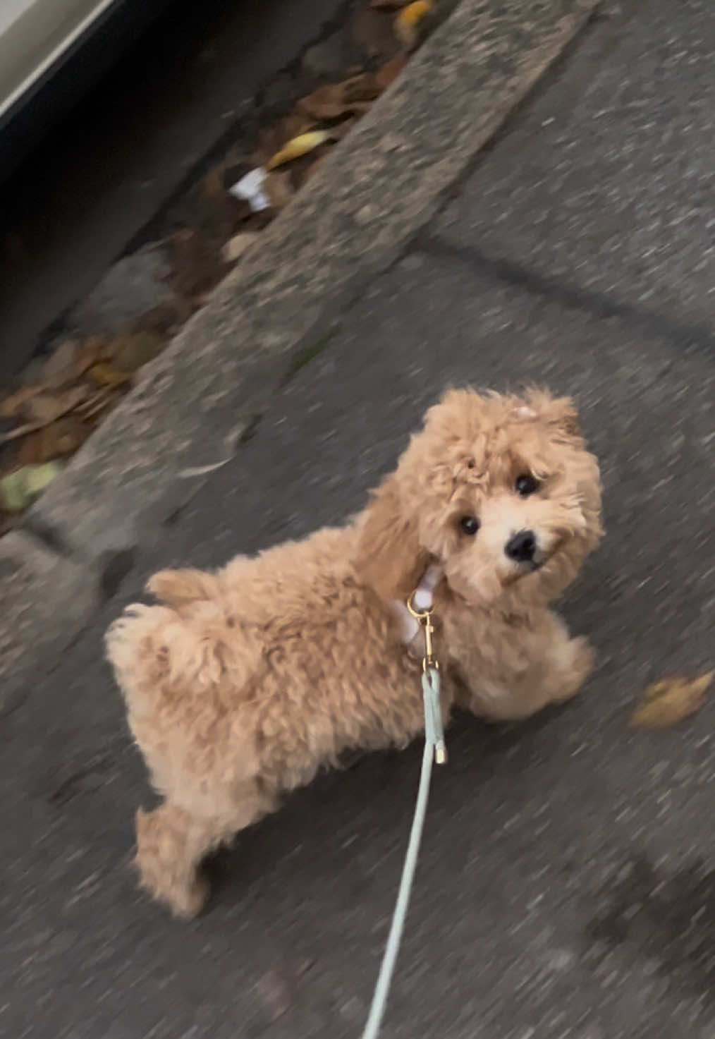 @dinothemaltipoo