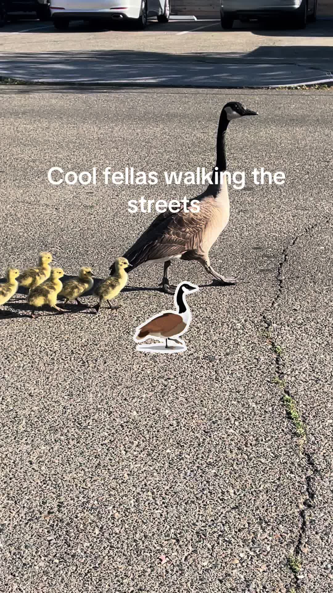 @jimmy_the.psyduck