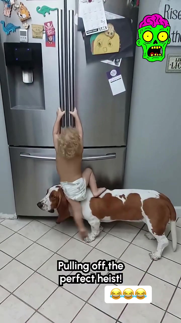 @Basset Hound Pups For Adoption