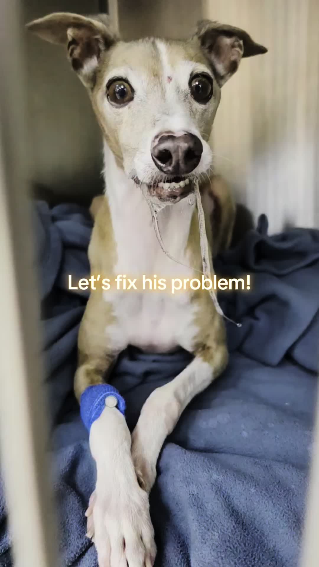 @drcaitlinveterinarian