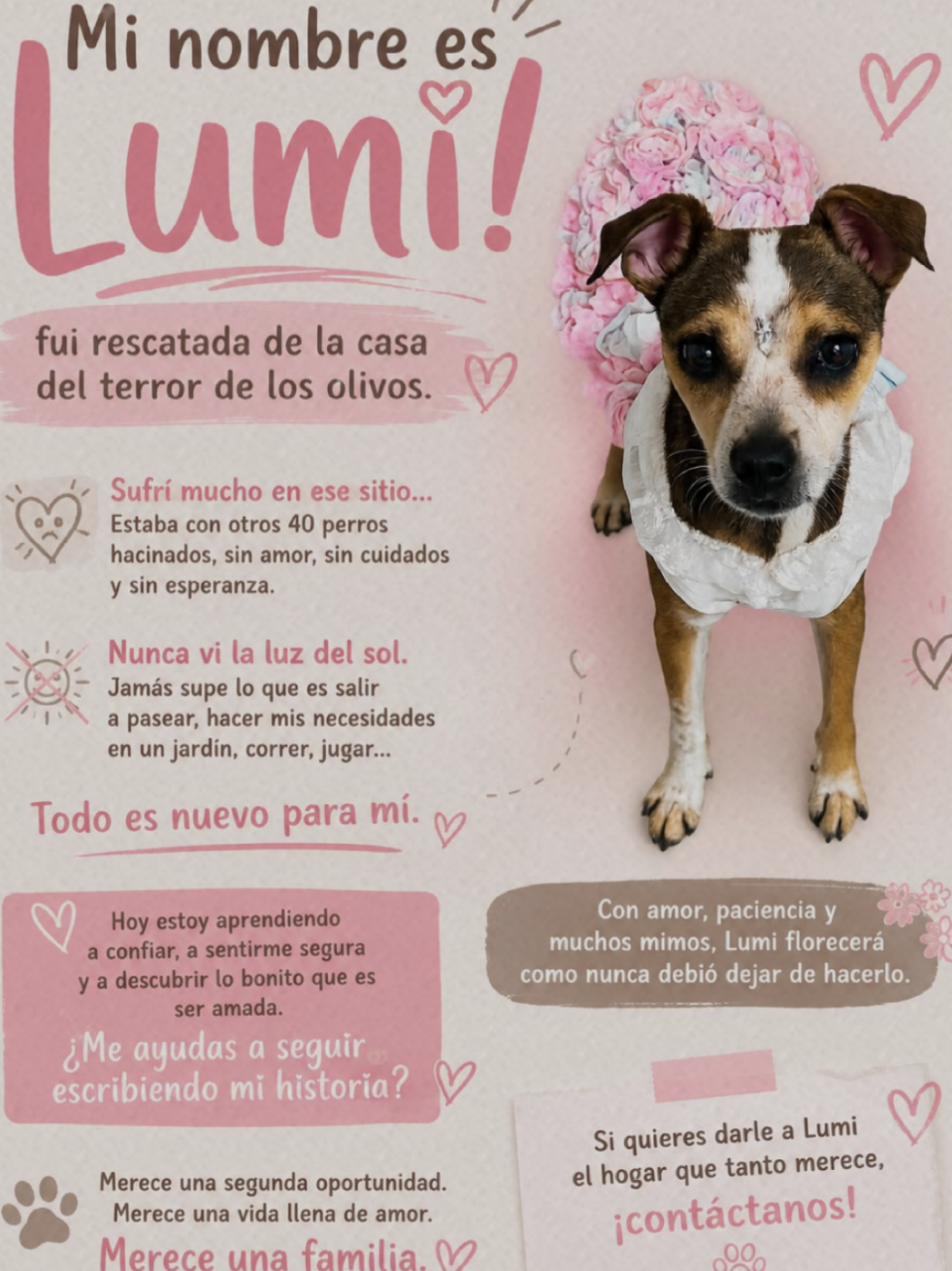 @Vital Paw