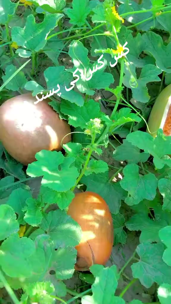@mazhar Iqbal layyah wal