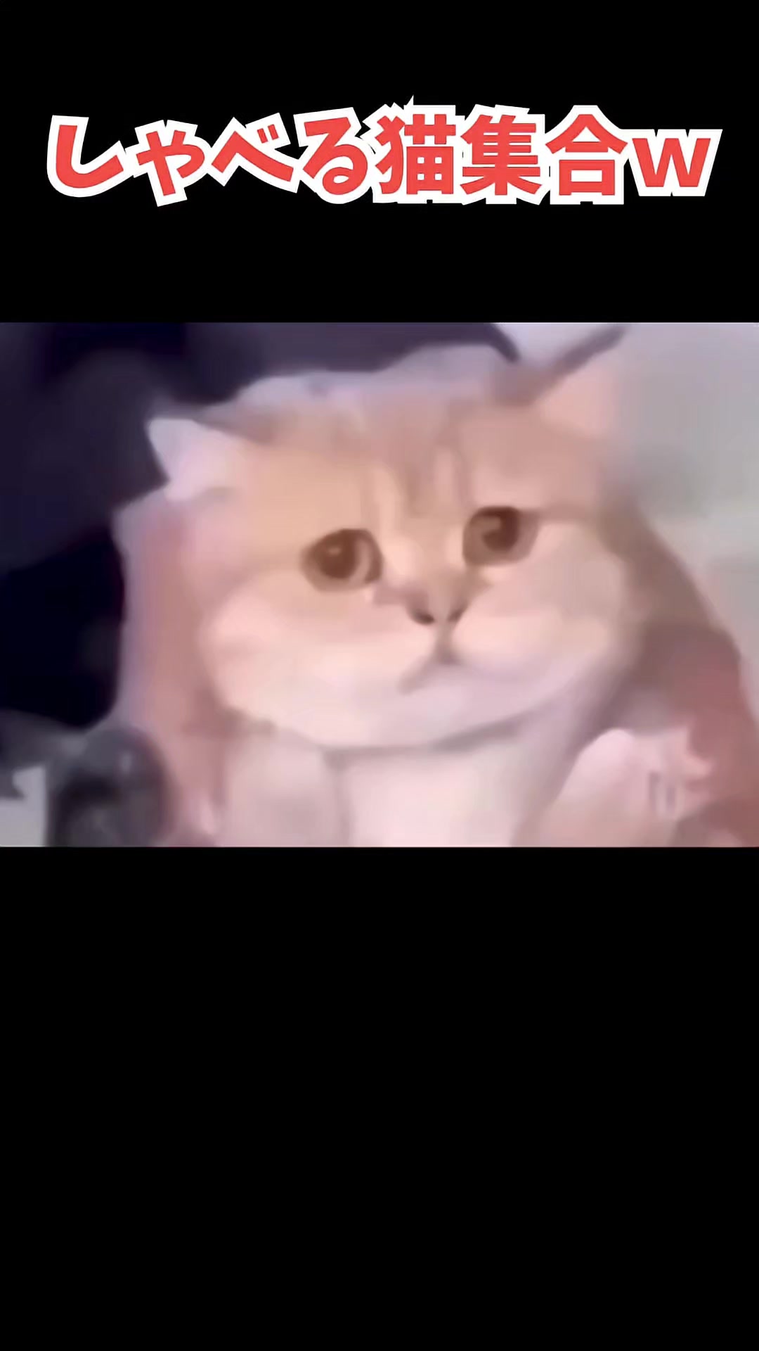 @トースト/Toast🍞
