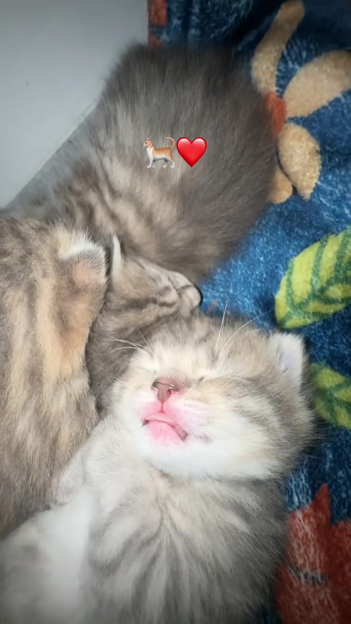 @katze