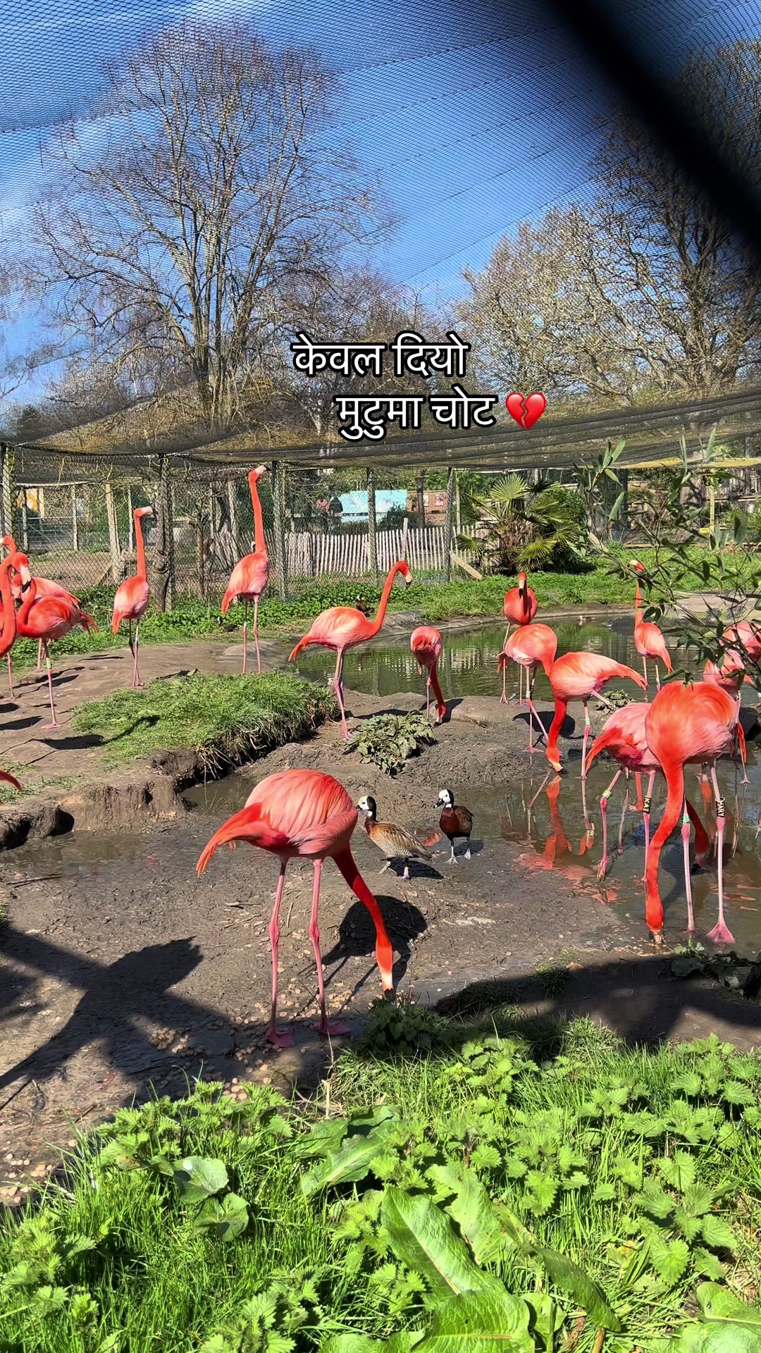 @दिक्षा सिन्जालि मगर 🚩