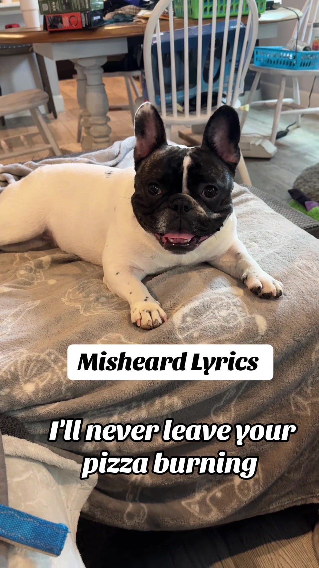@Luna the Frenchie & Friends