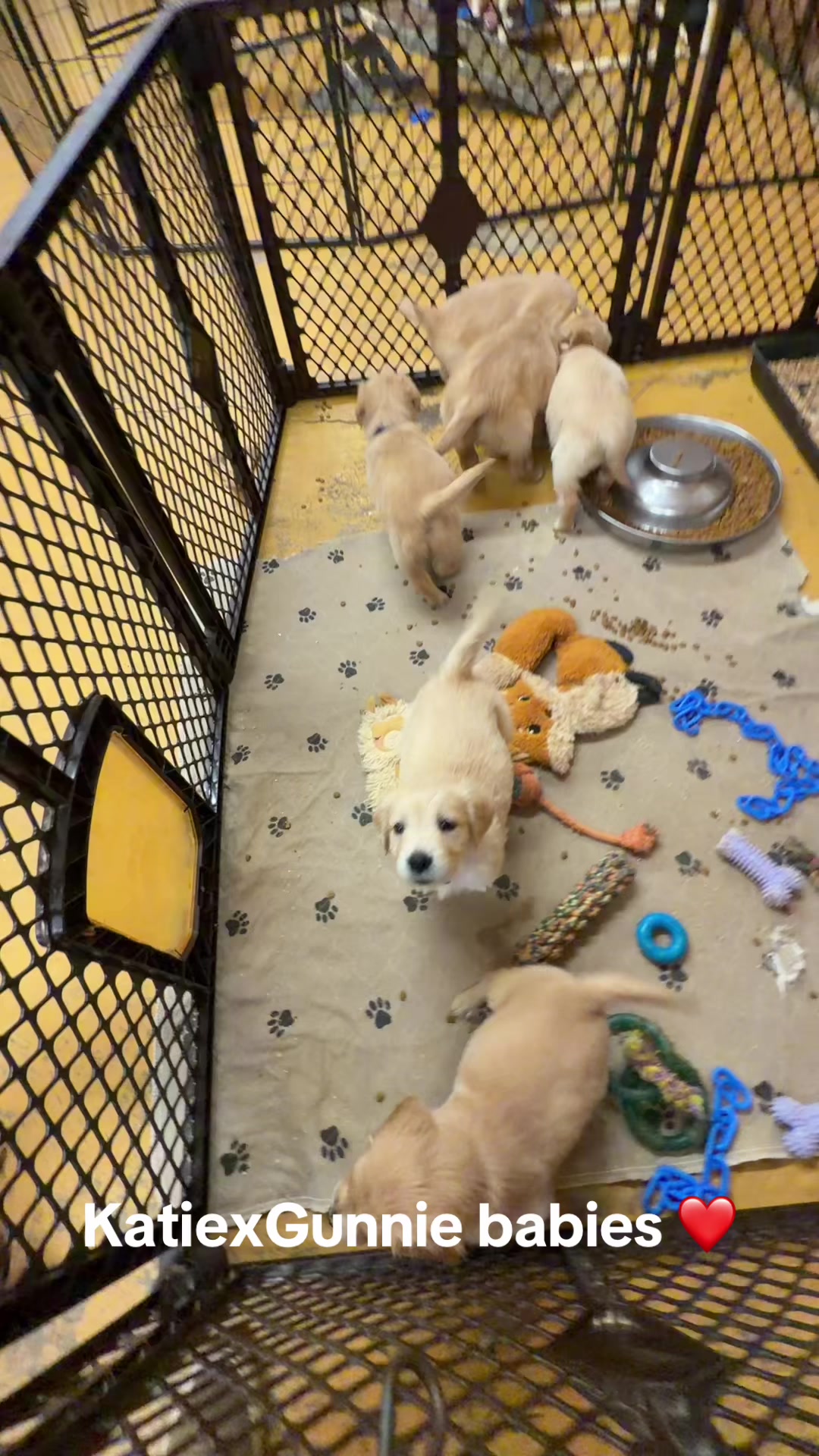 @RhondasRetrievers