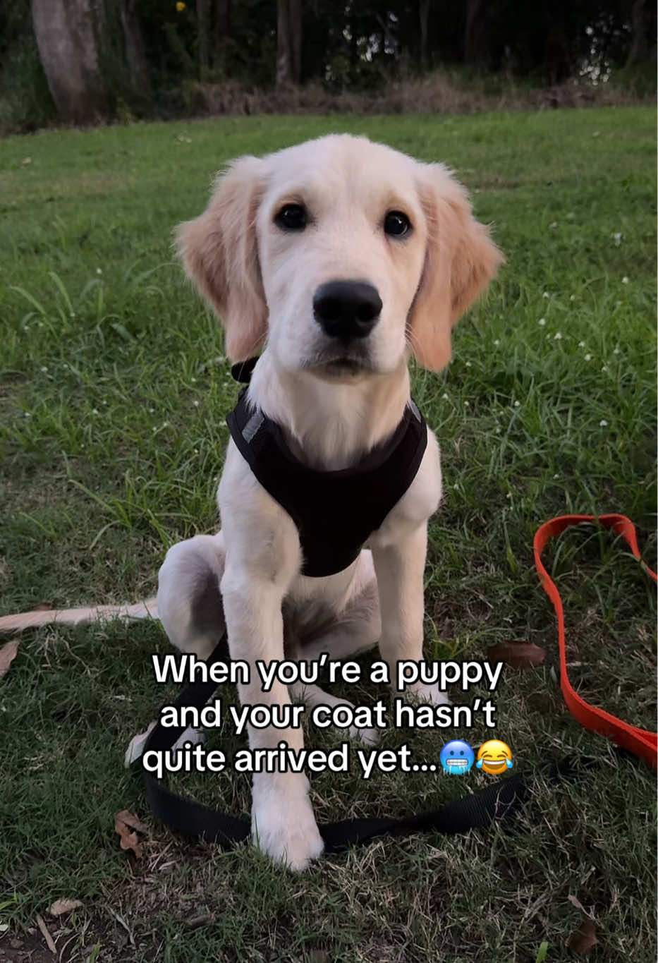 @lunas_golden_life
