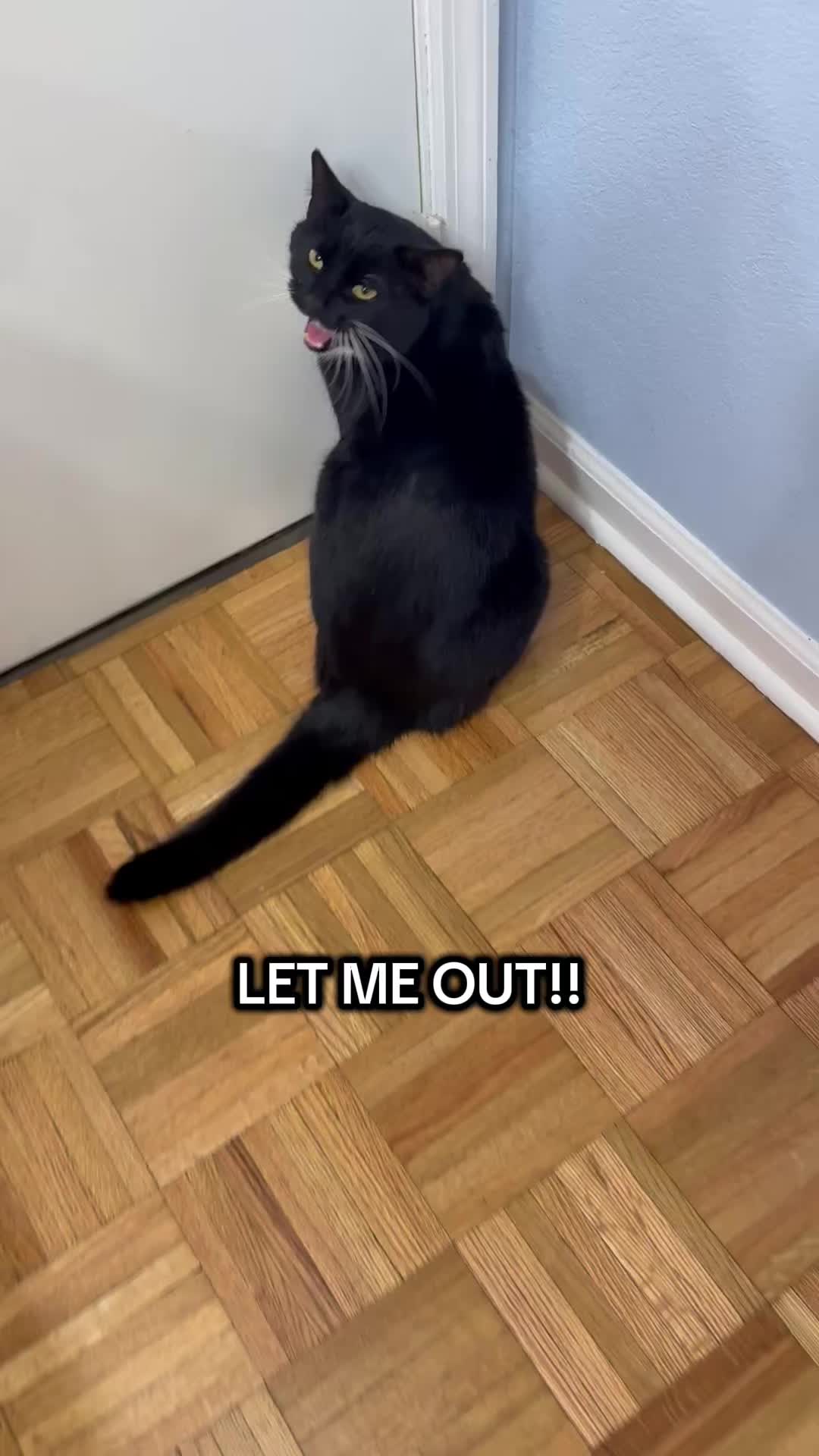 @The Appalachian kitties