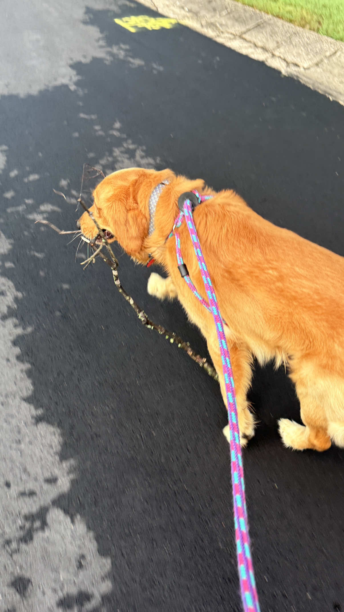 @Charlie the Golden
