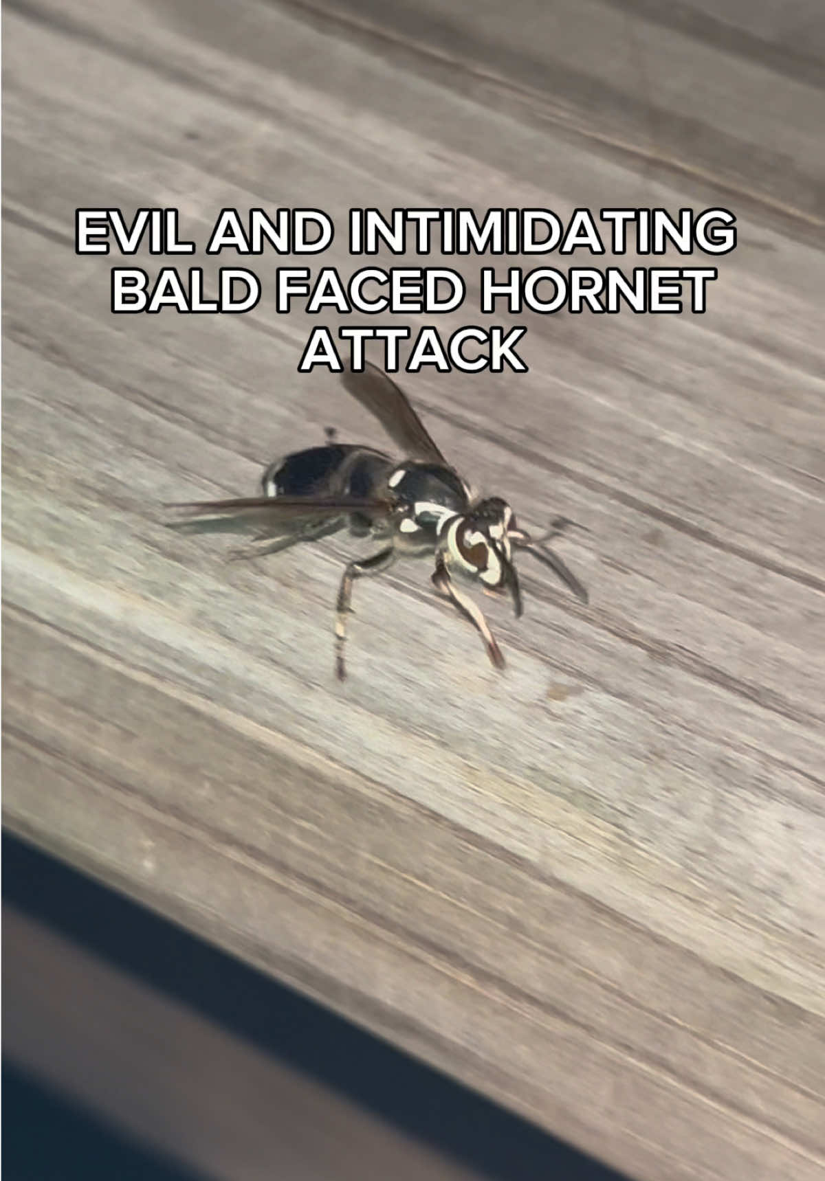 @laz 🕷️