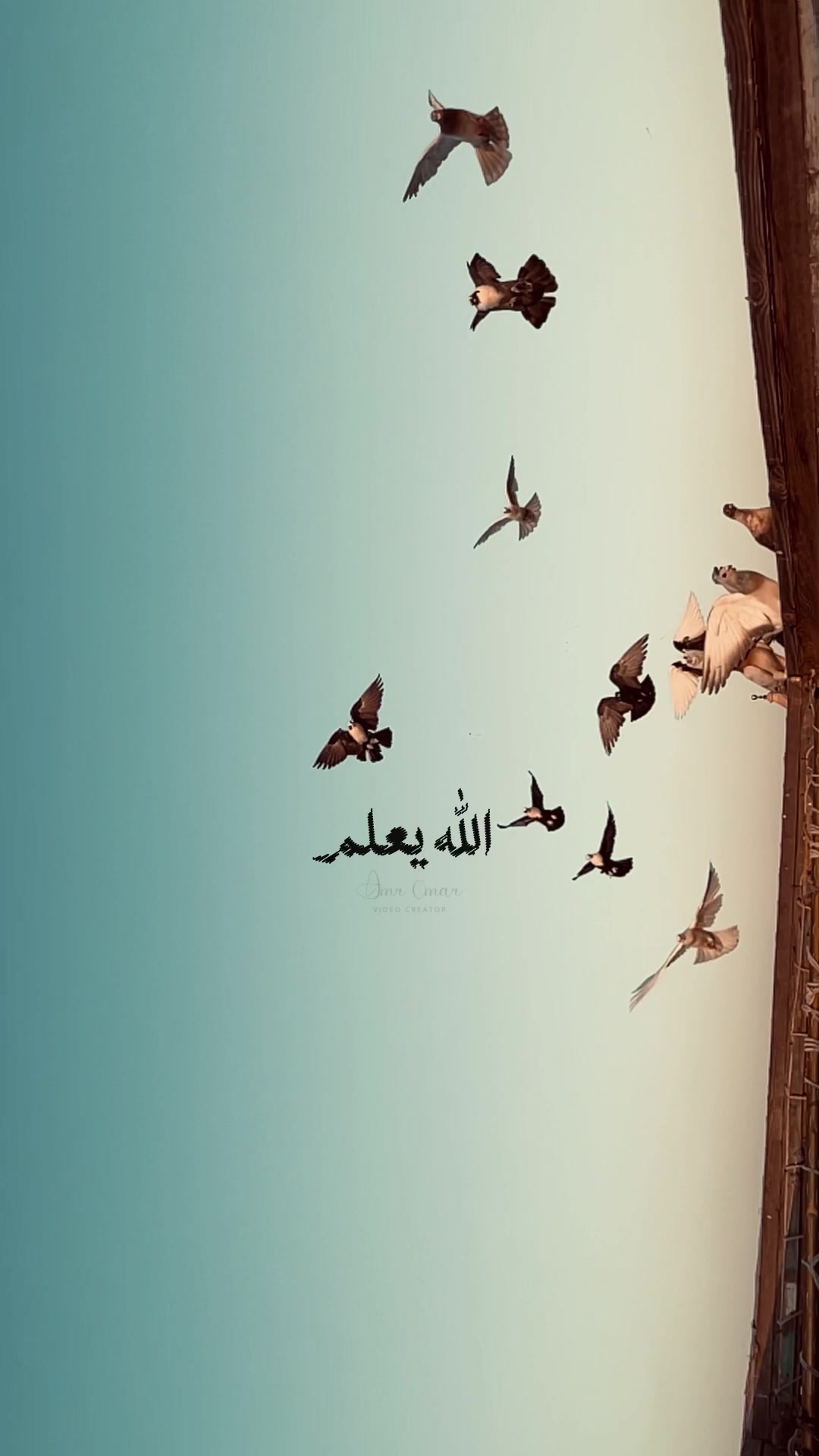 @﮼عمرو﮼عمر🕊️