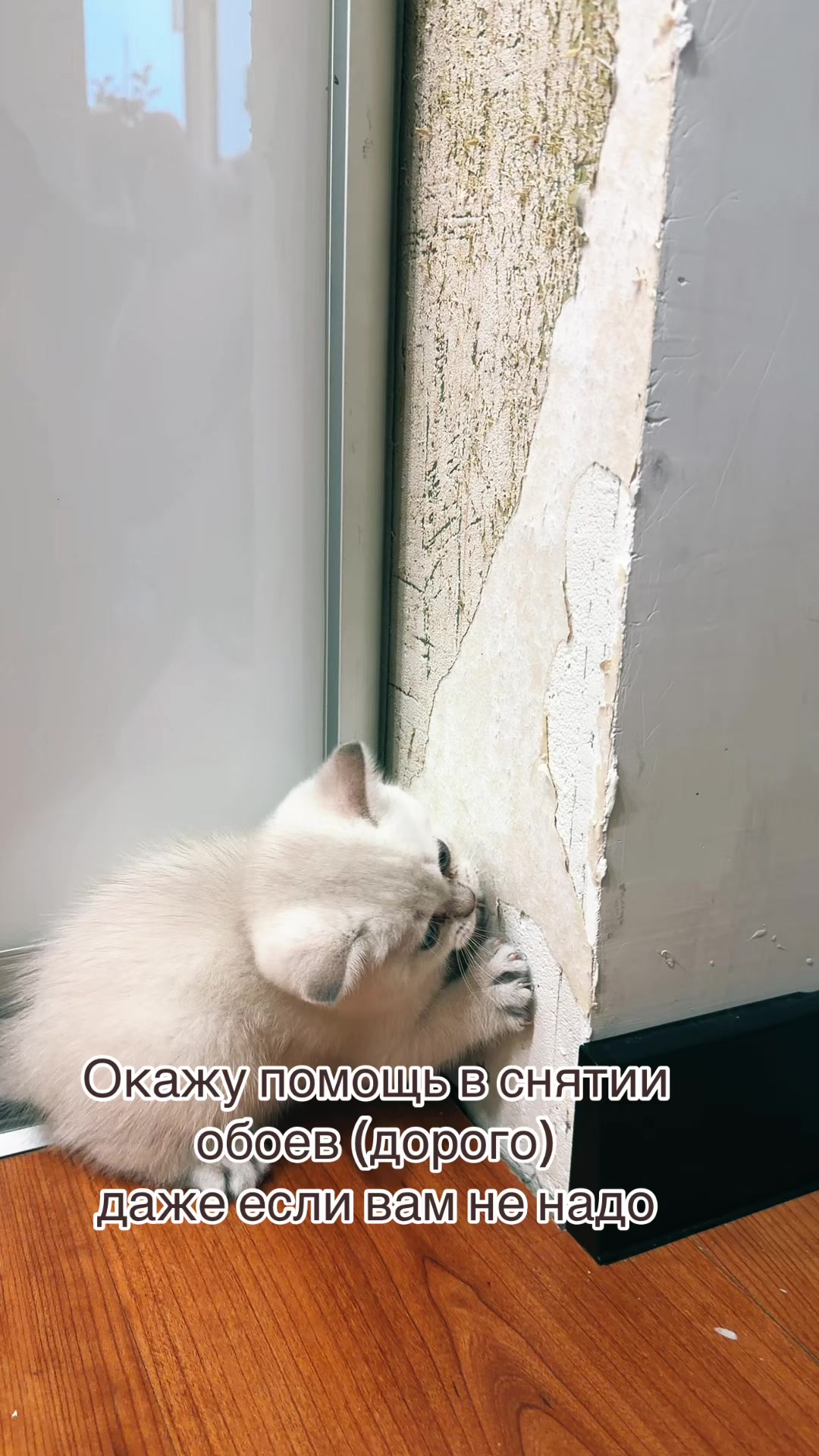 @Cat&Kittens