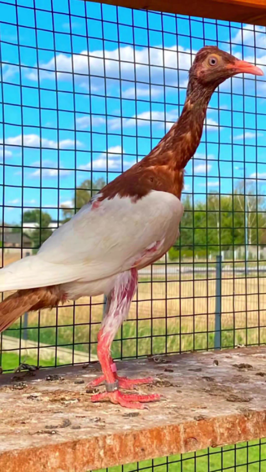 @Pigeons Tv