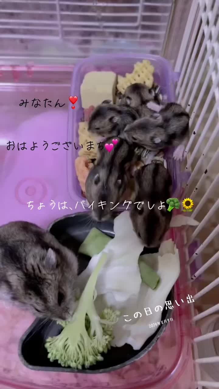 @big mama 🐹🐕