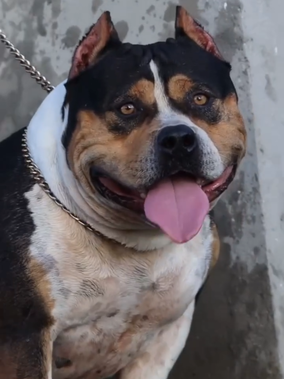 @K9 DZ