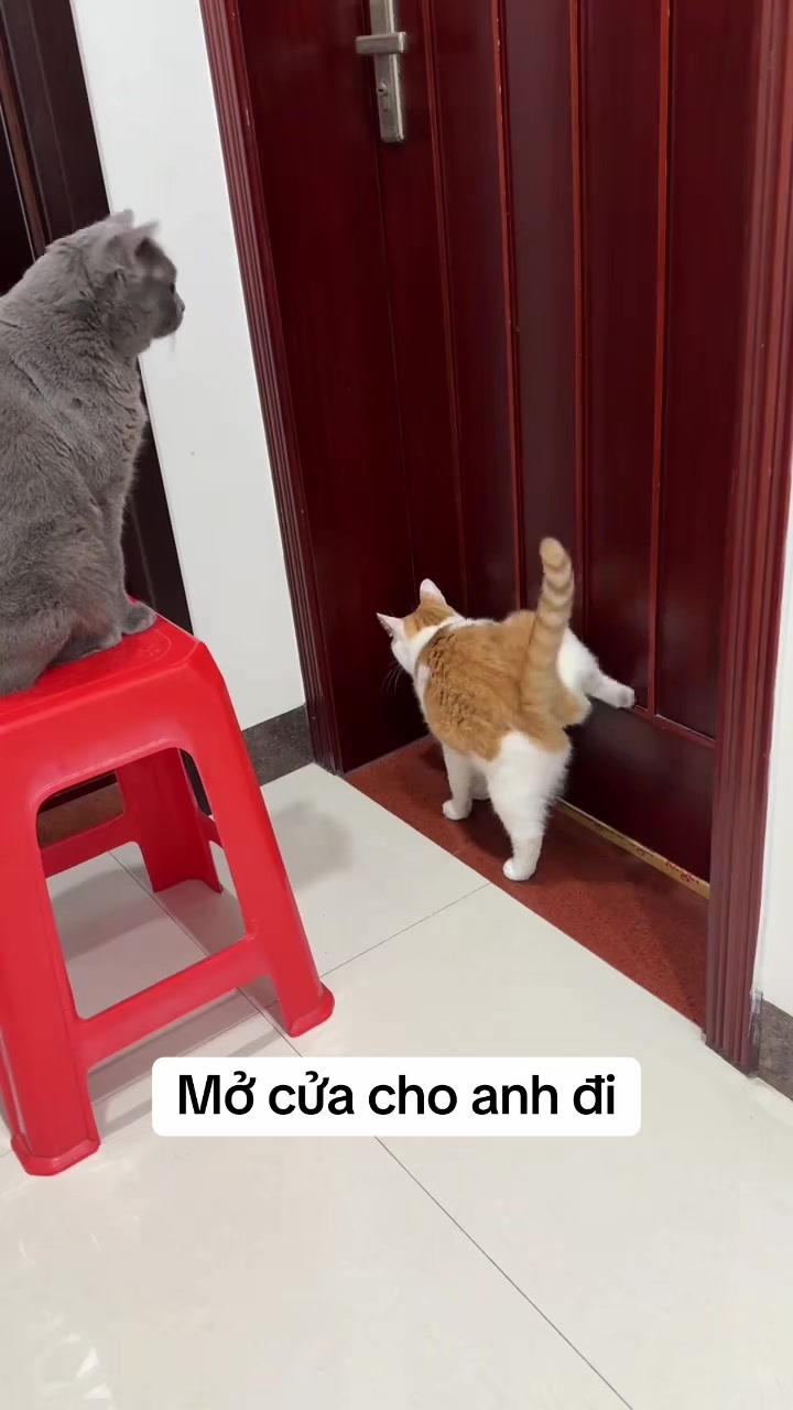 @Skibidi Cat