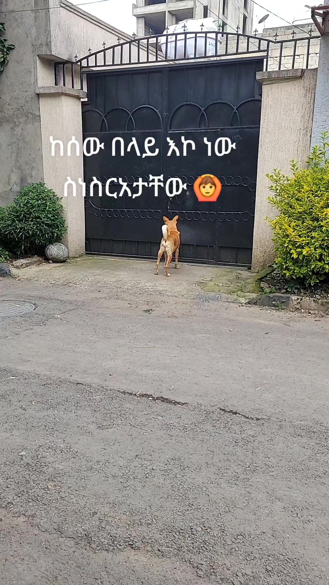 @fiker@ማኪባ❤️121619❤️