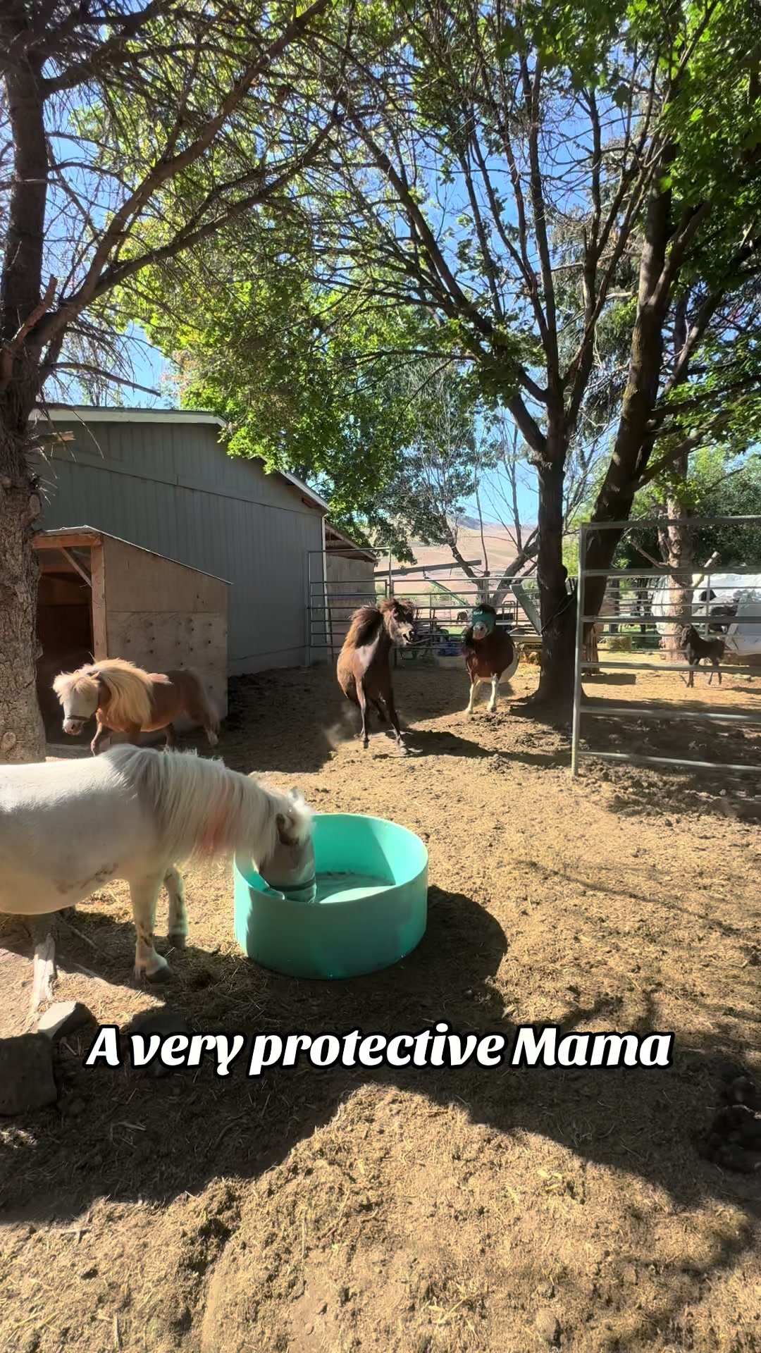 @Hot Sauce the Mini horse 🐎
