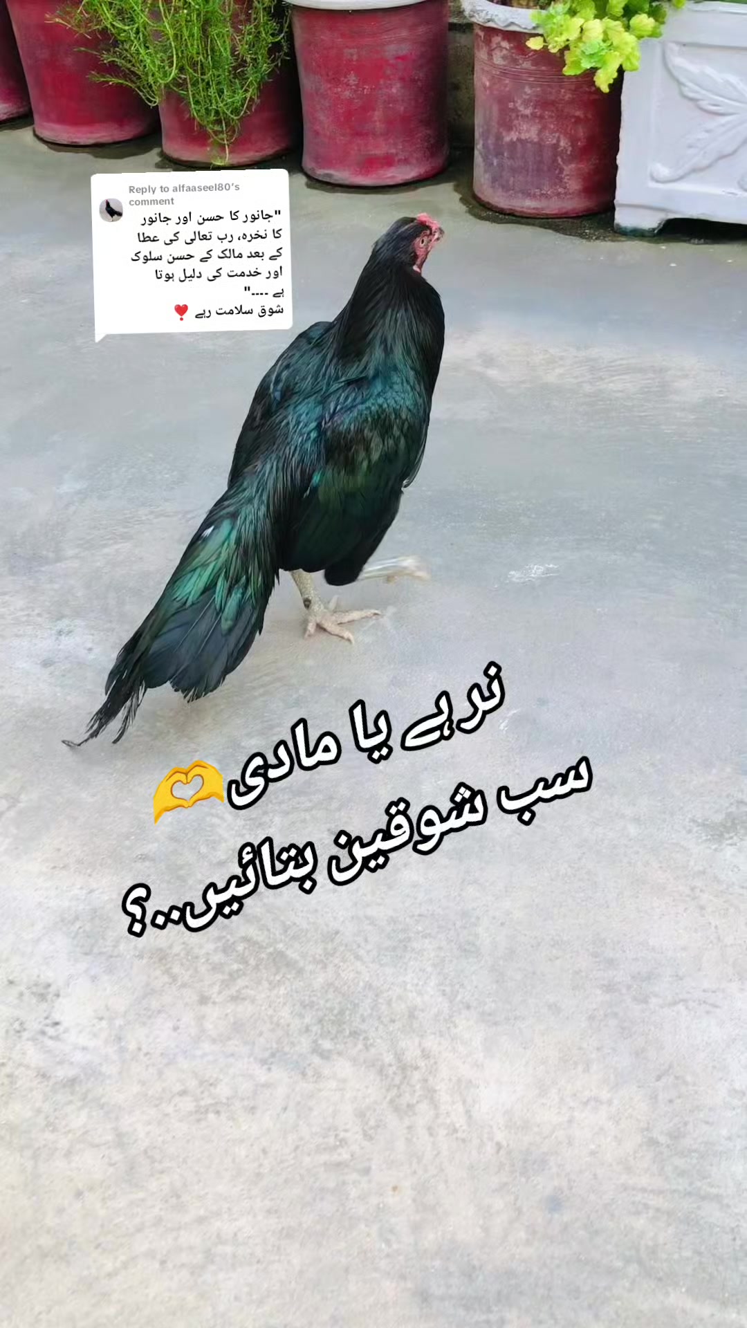 @K.H.A.N♥️