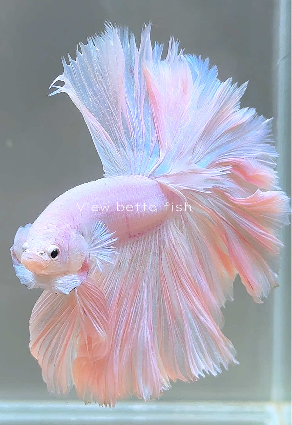 @วิวอยากเลี้ยงปลากัด🐠