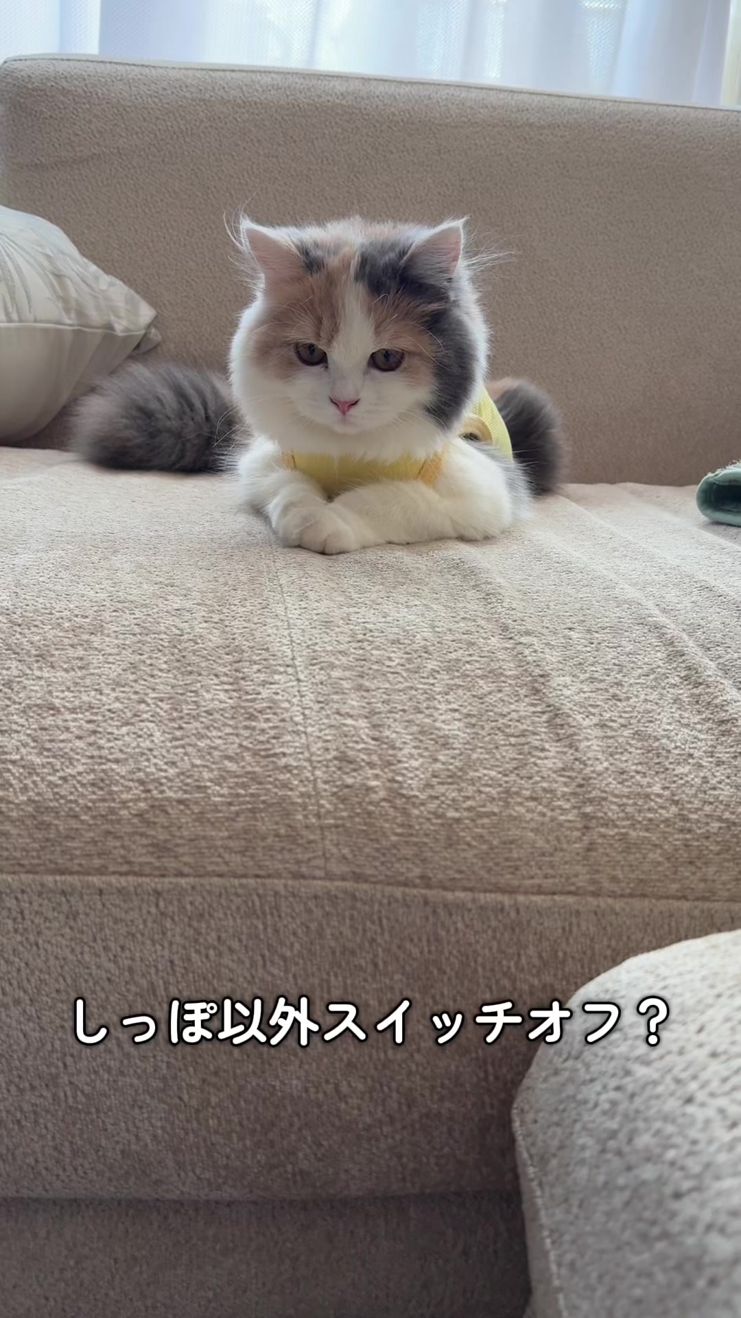 @ねこ日記